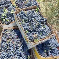 انواع انگور سردشت و عسگری مخصوص