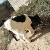 بز پلنگی|حیوانات مزرعه|اهواز, منازل کارون|دیوار