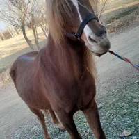 اسب نریان|اسب و تجهیزات اسب‌سواری|سلماس, |دیوار