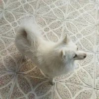 دوتا سگ نر با نمک|سگ|مرند, |دیوار