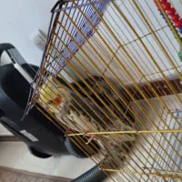 عروس هلندی دوکت