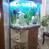 آکواریوم شیشه خم|ماهی|خمینی‌شهر, |دیوار