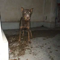 سگ دوبرمن نر اصل معاوضه