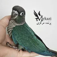 خرید و فروش انواع طوطی گرینجیک|پرنده|بندرعباس, |دیوار