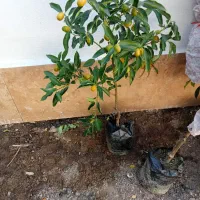 فروش نهال کامکوات|گل و گیاه طبیعی|بندر ماهشهر, |دیوار