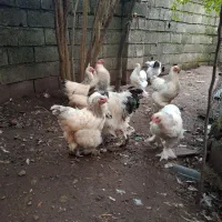 تخم برهمای اصیل وارداتی