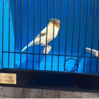 قناری گلاستر نر