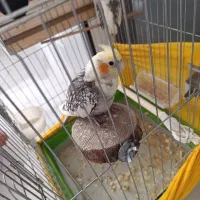 عروس هلندی نره و ماده با قفس  و تمام وسایل