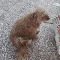 سگ پاکوتاه|سگ|آزادشهر, |دیوار