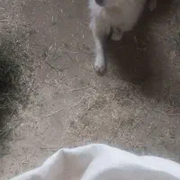 سگ پاکوتاه پامر