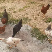 خروس مرغ