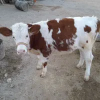 گاو و گوساله