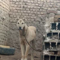 توله|سگ|فیروزه, |دیوار