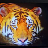 گیرنده دیجیتال جدید 4K|صوتی و تصویری|شیراز, حافظیه|دیوار