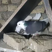 کبوتر|پرنده|جوکار, |دیوار