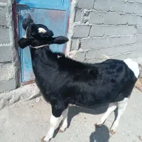 گاو خیلی آرام وگوساله خوش رنگ|حیوانات مزرعه|سیب و سوران, |دیوار