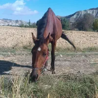 اسب