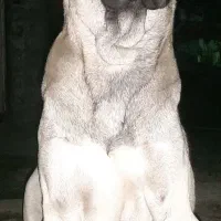 توله سراب ماده|سگ|رامسر, |دیوار