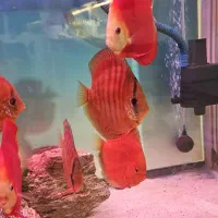 دیسکس گرید بالا|ماهی|مشهد, گاز|دیوار