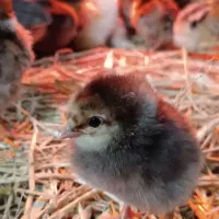 جوجه مرغ گلپایگان اصلاح نژاد ( ۱ روزه تا ۱ ماهه )