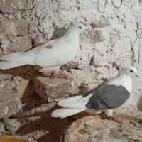 دو جفت کمخالو شونی