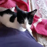 گربه|گربه|سنندج, |دیوار