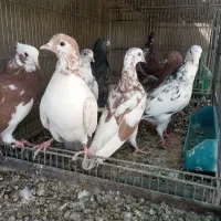 کبوتر پرشی|پرنده|سیرجان, |دیوار