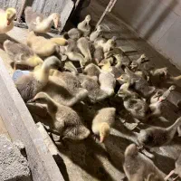 فروش جوجه غاز سالم یه ‌ماهه