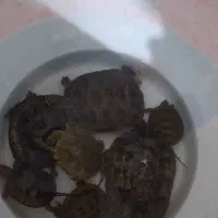 آکوایوم|ماهی|سبزوار, توحیدشهر|دیوار