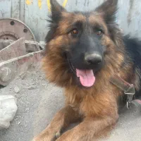 ژرمن شولاین