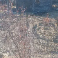 قواره زمین فروشی هست  در روستایی فیروزابادسرتنگ