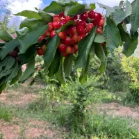 باغ میوه هزارمتر منطقه سامان