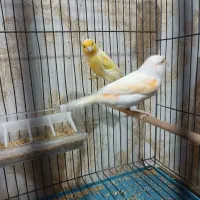 جفت قناری|پرنده|تبریز, |دیوار