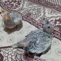 جوجه سرلاکی عروس هلندی|پرنده|نوشهر, |دیوار