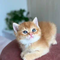 گربه های کیوت و با نمک