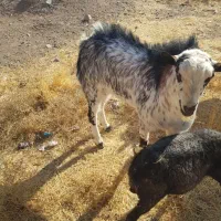 تکشاد یکساله نر|حیوانات مزرعه|مشهد, طرق|دیوار