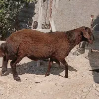 قوچ شال قوچ همو میش ژن دار|حیوانات مزرعه|شیراز, کرونی(خاتونک)|دیوار
