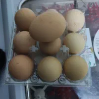 تخم نطفه دار پیلیمونت راک|حیوانات مزرعه|مبارکه, |دیوار