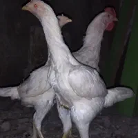 مرغ و خروس لاری