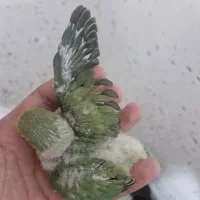 کوتوله سرلاکی