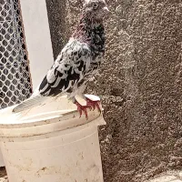 هفت‌رنگ دم سفید بدون غلط کلکسیونی