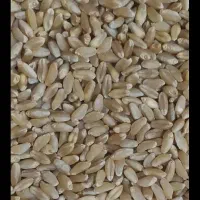 گندم|خوردنی و آشامیدنی|دهدشت, |دیوار