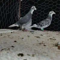 کبوتر ابلغ دم سفید