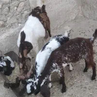 حیوانات مزرعه