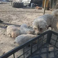 واگذاری توله شیتزو|سگ|نسیمشهر, |دیوار