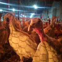 گوشت بوقلمون