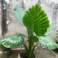 گل بابا ادم