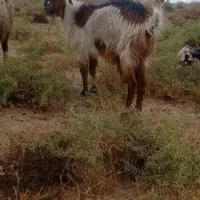 حیوانات مزرعه بز. چنبیش|حیوانات مزرعه|کارون, |دیوار