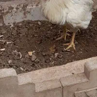 خروس معاوضه|حیوانات مزرعه|کهک, |دیوار