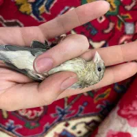 جوجه سهره قناری